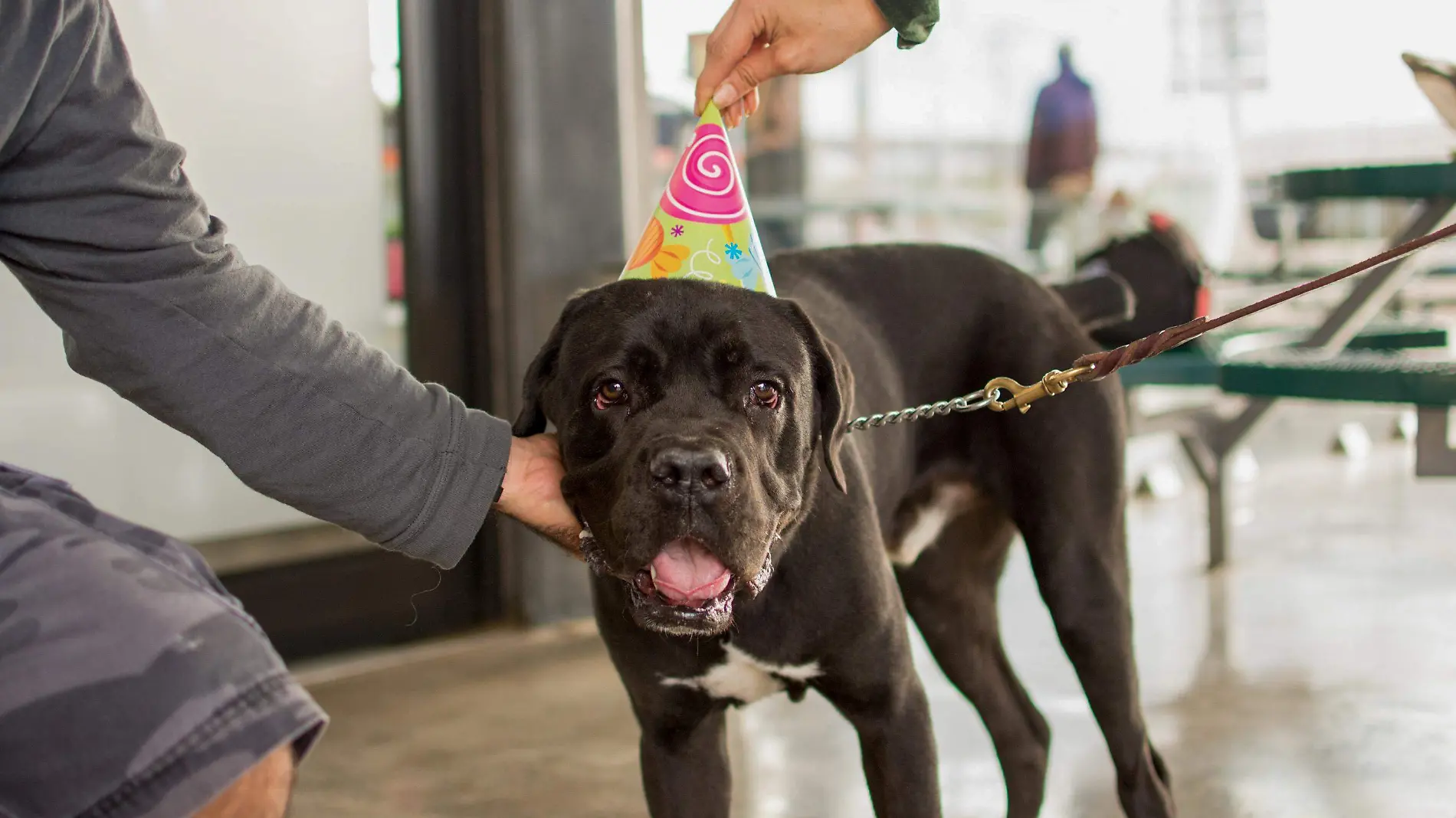 Los perros no deben ser humanizados